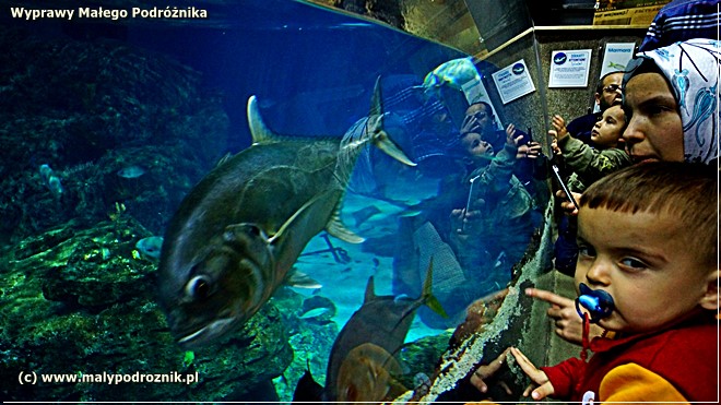 Istanbul, Stanbuł, Aquarium